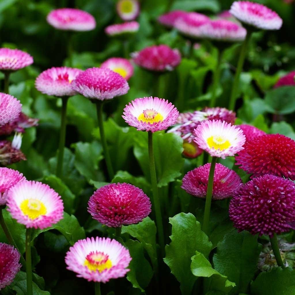 Double Mixed Colors English Daisy seeds_image shows matured and blooming double mixed colors English daisies. Ferry Morse